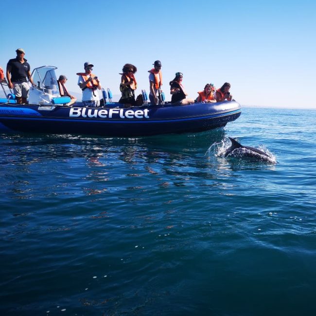 Bluefleet boat witha passengers watching a dolphin