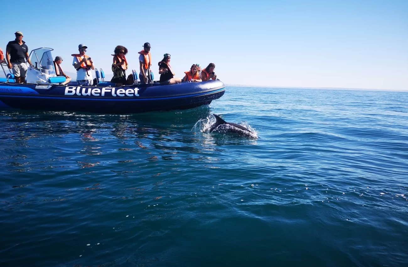 Dolphin observation