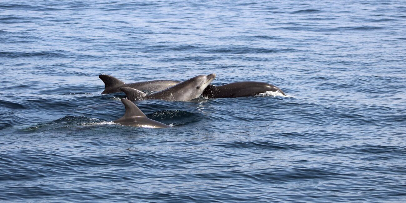 Common dolphins at the surface near Lagos