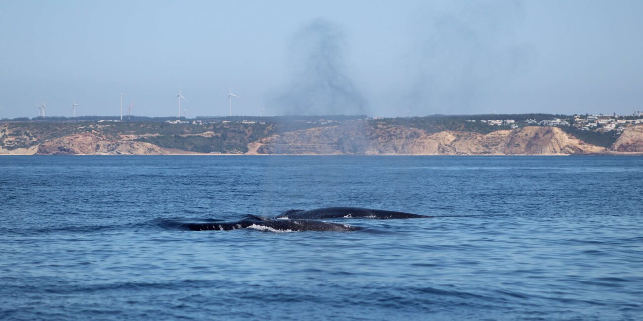 Fin whale seen on a wildlife trip off Lagos