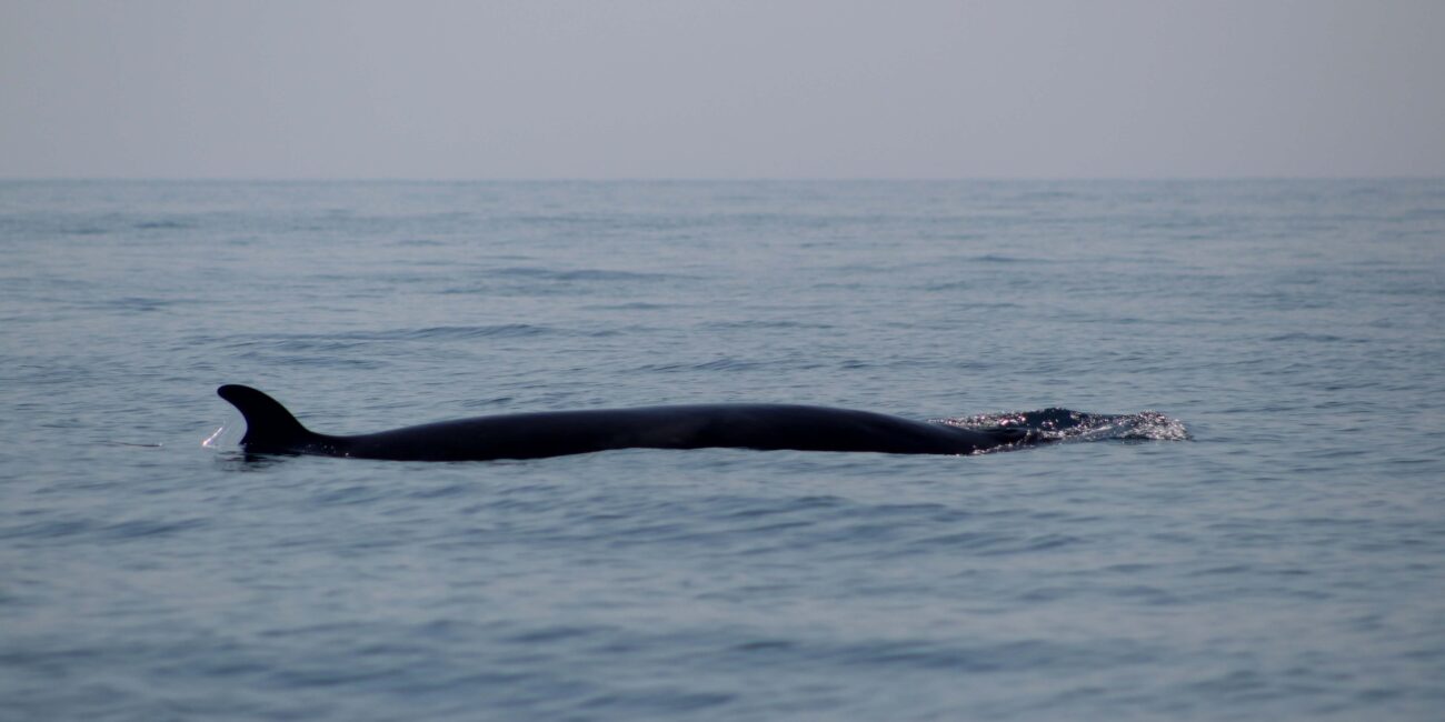 Minke whale surfacing off Lagos