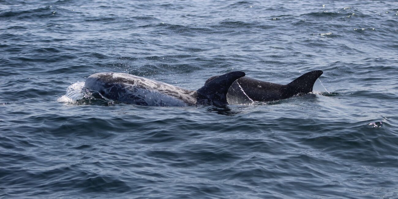 Risso’s dolphin off the Algarve coast