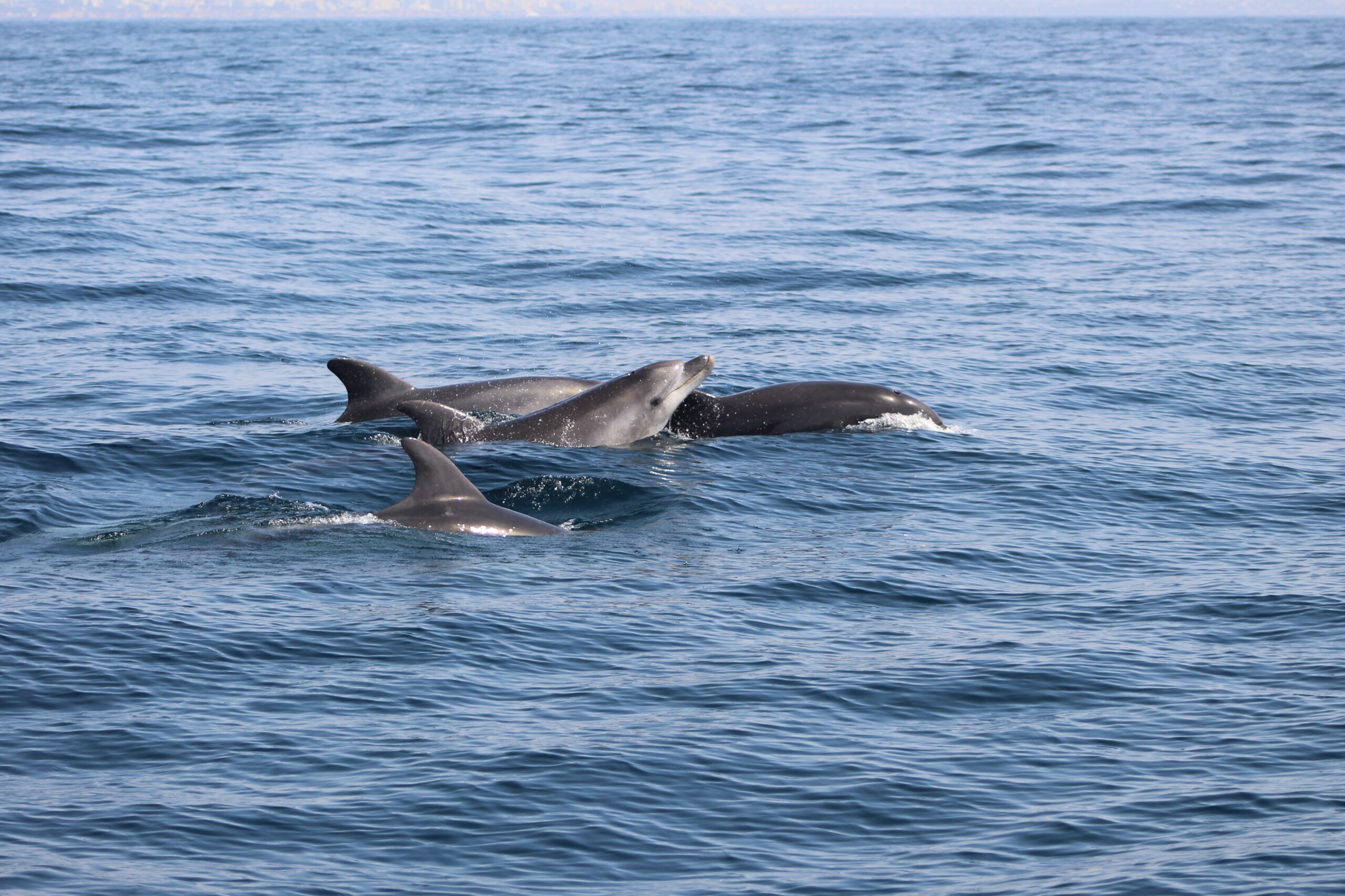 Golfinho-nariz-de-garrafa a nadar nas águas da costa de Portugal.